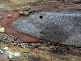 Annulohypoxylon atroroseum image