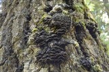 Porodaedalea cancriformans image