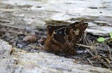 Porodaedalea cancriformans image