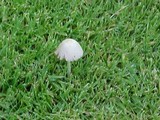 Conocybe apala image