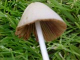 Conocybe apala image