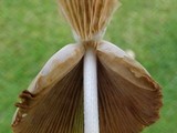 Conocybe apala image