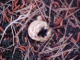 Scleroderma hypogaeum image