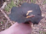 Royoporus badius image