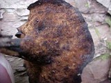 Royoporus badius image