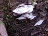 Trichaptum abietinum image