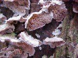 Trichaptum abietinum image