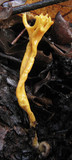 Clavulinopsis corniculata image