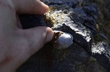 Reticularia lycoperdon image
