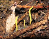 Clavulinopsis laeticolor image