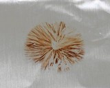 Conocybe cyanopus image