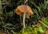 Conocybe cyanopus image