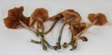 Conocybe cyanopus image