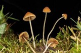 Conocybe cyanopus image