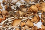 Conocybe cyanopus image