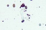 Conocybe cyanopus image