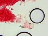 Conocybe cyanopus image