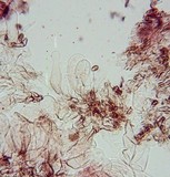 Conocybe cyanopus image