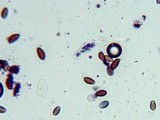 Conocybe cyanopus image