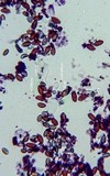 Conocybe cyanopus image