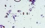 Conocybe cyanopus image