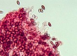Conocybe cyanopus image