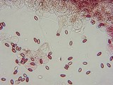 Conocybe cyanopus image