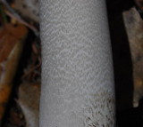 Amanita constricta image