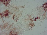Conocybe cyanopus image
