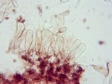 Conocybe cyanopus image