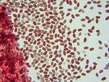Conocybe cyanopus image