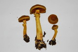 Cortinarius cinnamomeus image