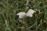 Conocybe apala image