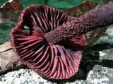 Inocybe tahquamenonensis image