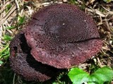 Inocybe tahquamenonensis image