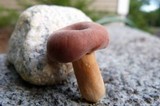 Lactarius hygrophoroides image