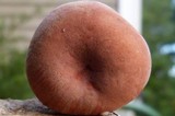 Lactarius hygrophoroides image