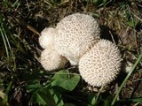 Lycoperdon marginatum image