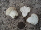Lycoperdon marginatum image