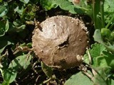 Lycoperdon marginatum image
