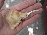 Meripilus sumstinei image
