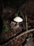 Leucocoprinus brebissonii image