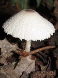 Leucocoprinus brebissonii image