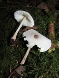 Leucocoprinus brebissonii image