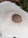 Leucocoprinus brebissonii image