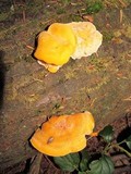 Pycnoporellus fulgens image