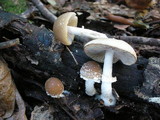 Psathyrella longistriata image