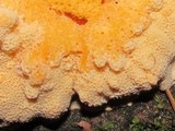 Pycnoporellus fulgens image