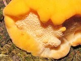 Pycnoporellus fulgens image