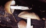 Psathyrella longistriata image